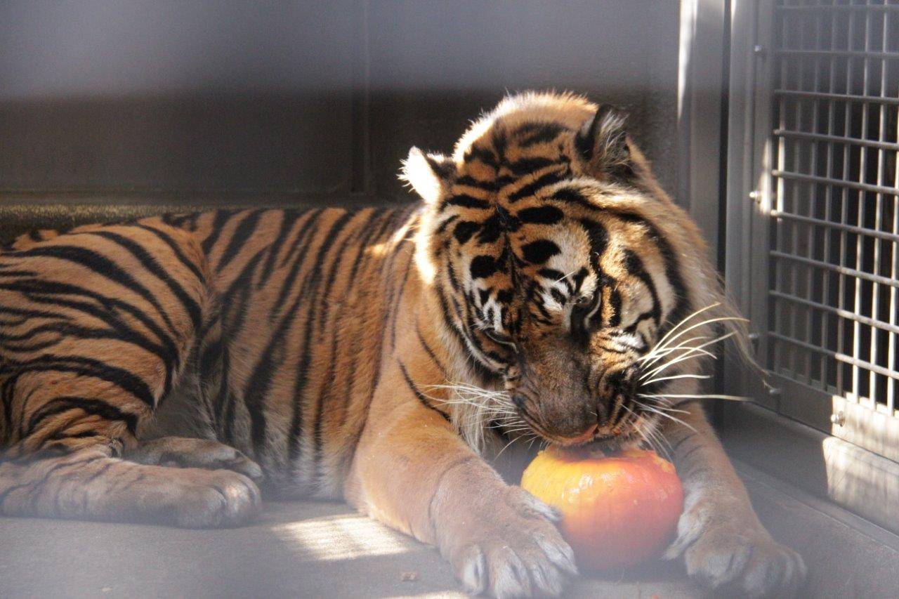 カボチャに噛みつくガンター