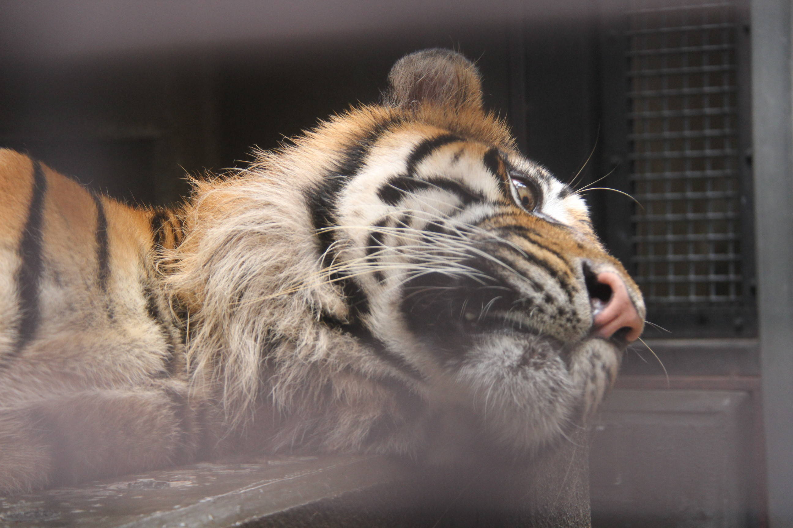 犬歯は見えるのか すまとらとらブログ よこはま動物園ズーラシア公式サイト 公益財団法人 横浜市緑の協会 犬歯は見えるのか すまとらとらブログ よこはま動物園ズーラシア公式サイト 公益財団法人 横浜市緑の協会