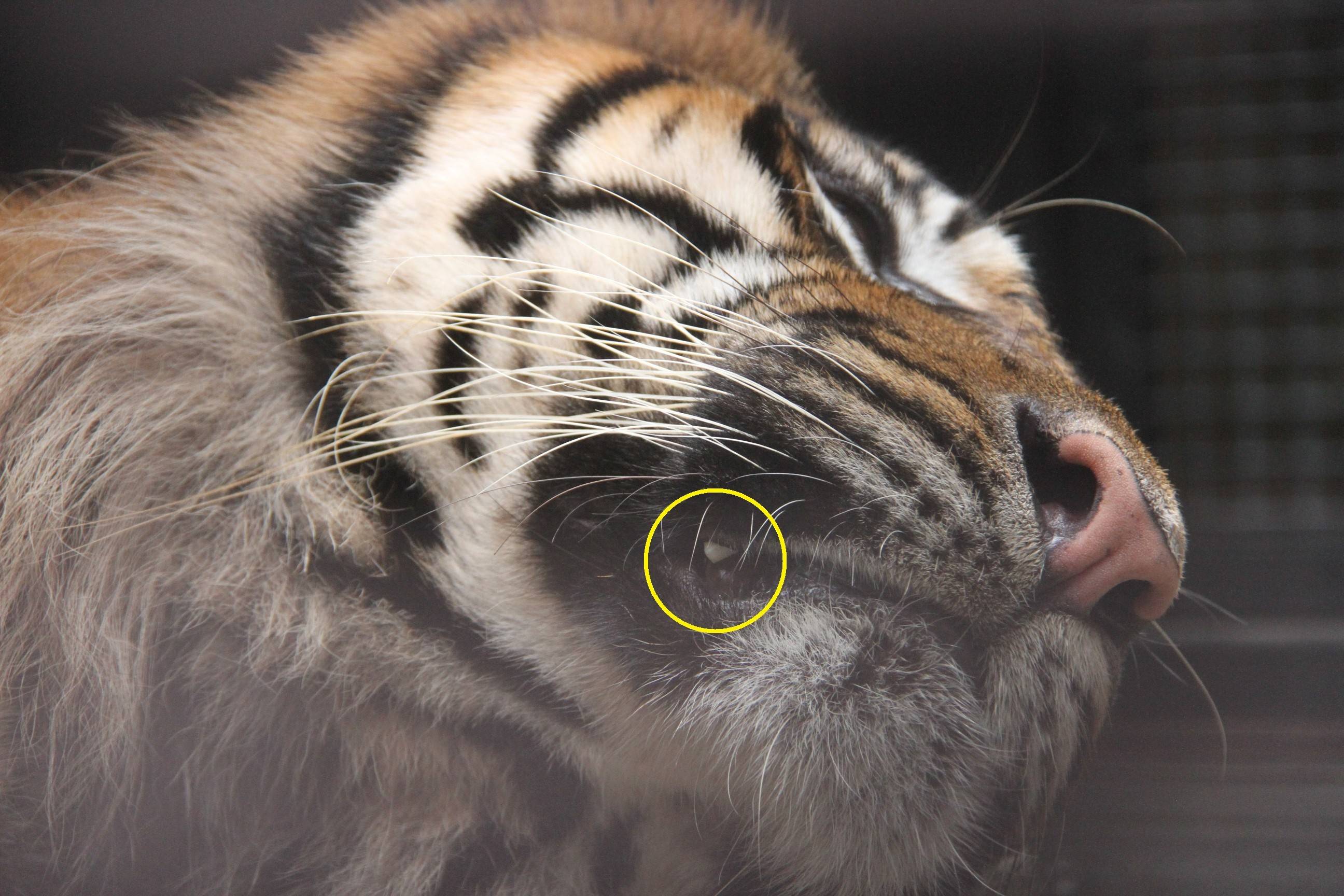 犬歯は見えるのか すまとらとらブログ よこはま動物園ズーラシア公式サイト 公益財団法人 横浜市緑の協会 犬歯は見えるのか すまとらとらブログ よこはま動物園ズーラシア公式サイト 公益財団法人 横浜市緑の協会
