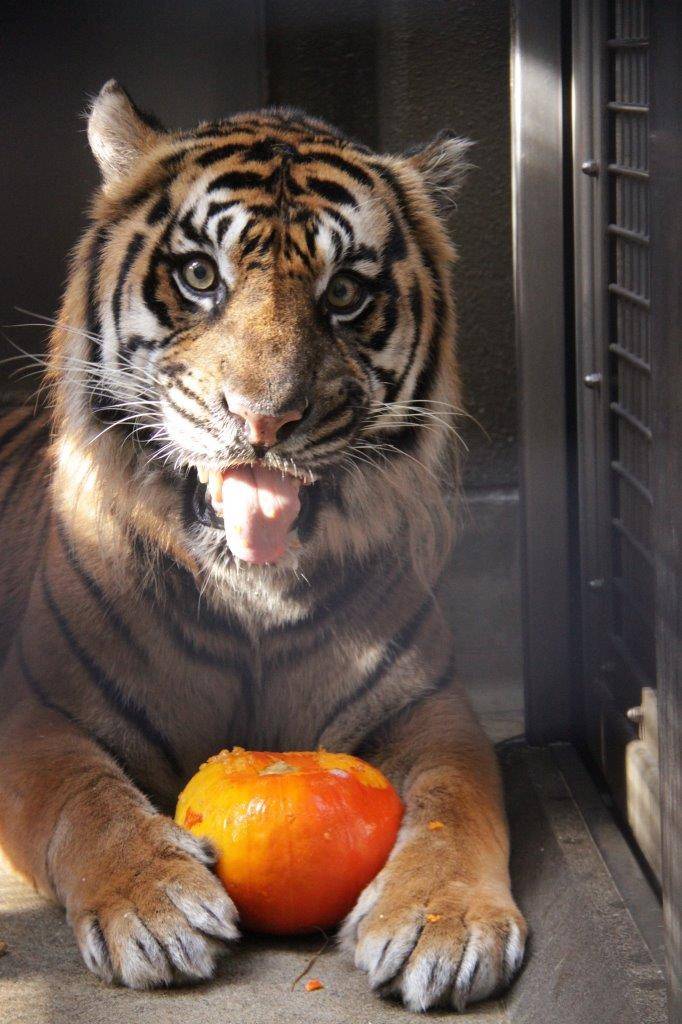 口の中に入ったカボチャを吐き出すガンター