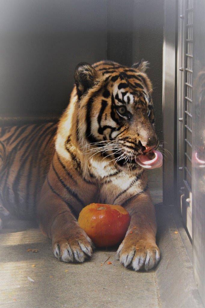 カボチャを抱え、舌を出すガンター