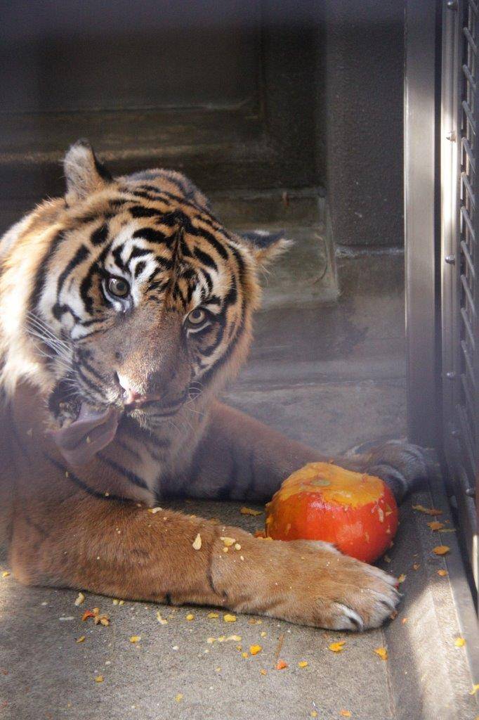 口内に入ったカボチャを吐き出すガンター