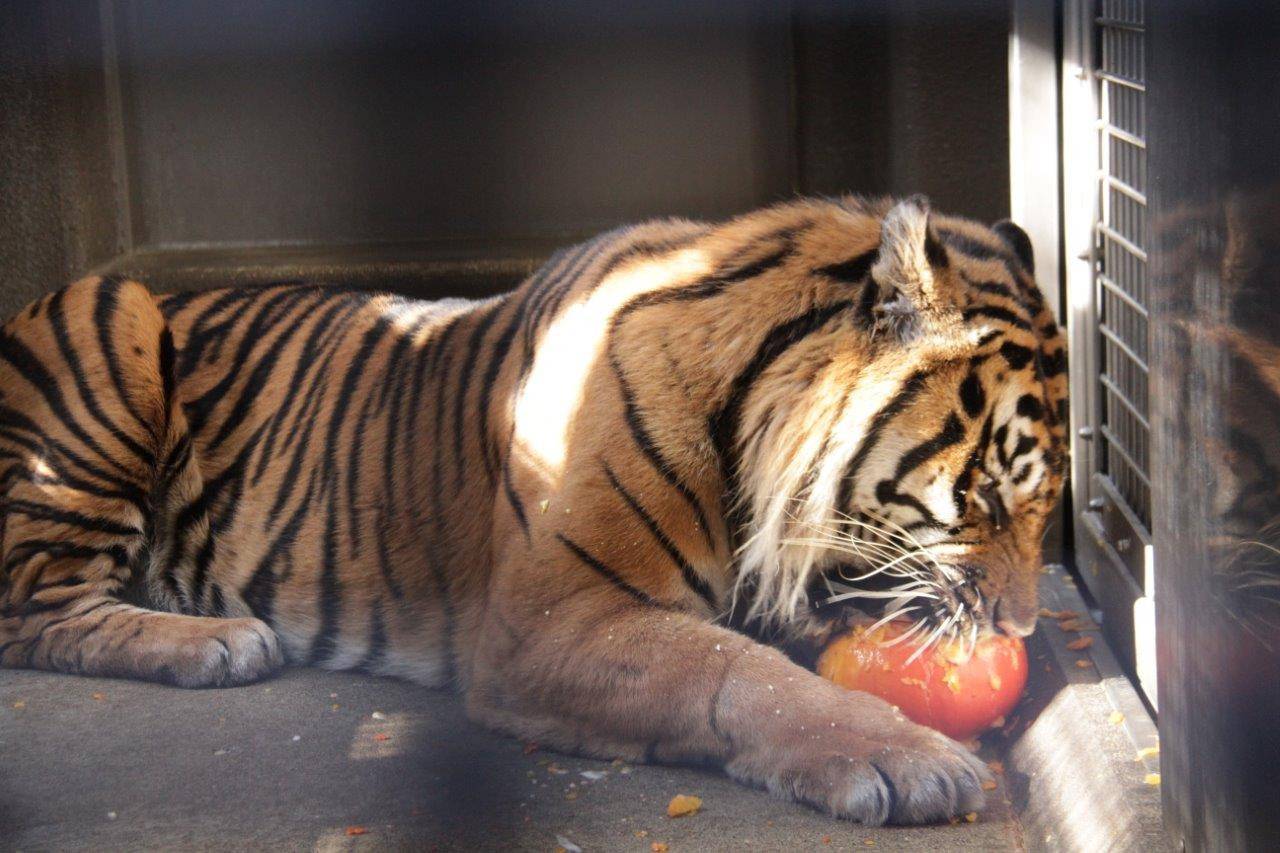 カボチャに噛みつくガンター