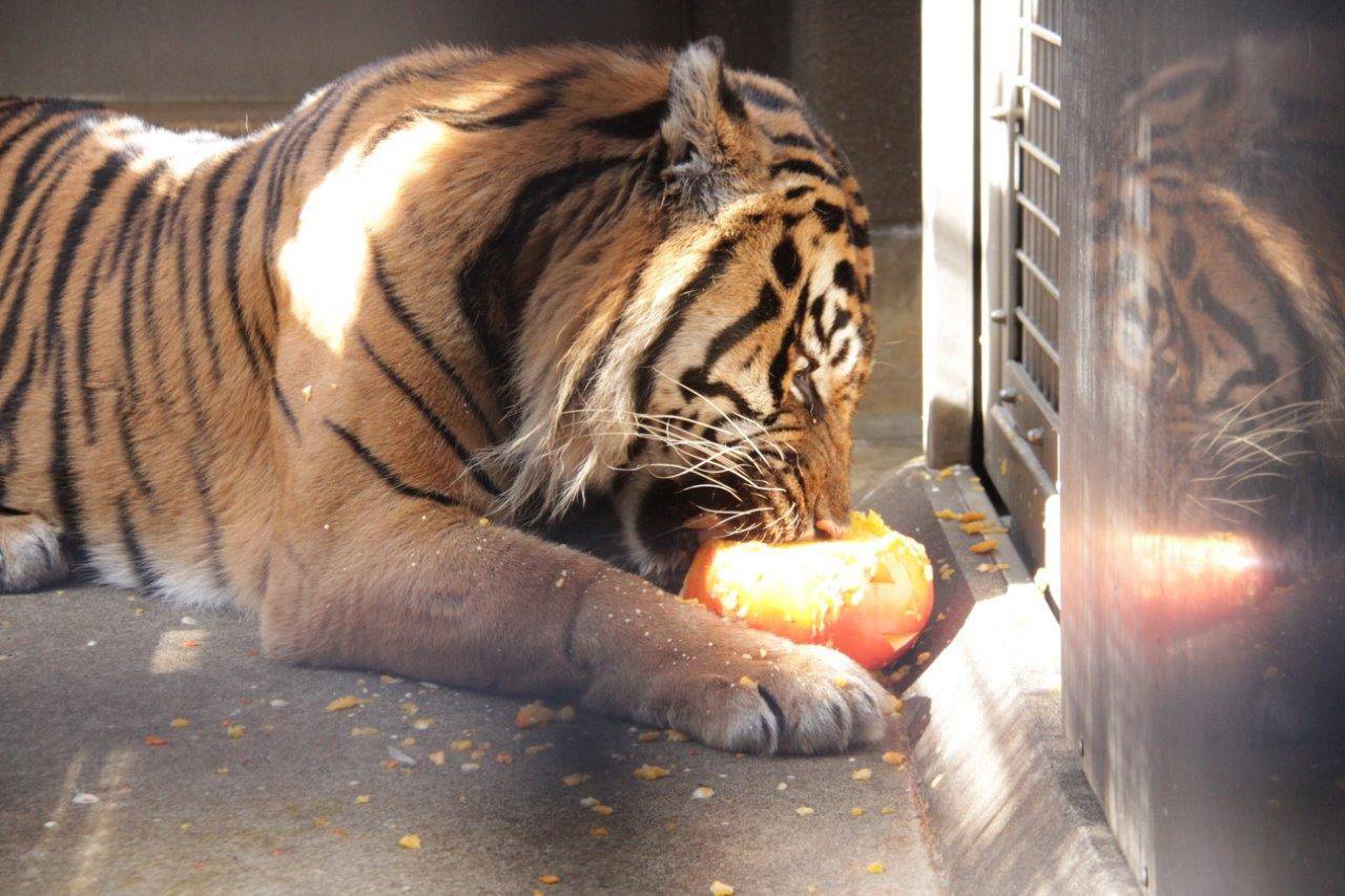 カボチャを齧るガンター