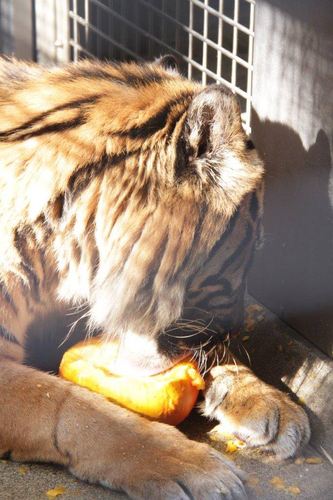 カボチャを舐めるガンター