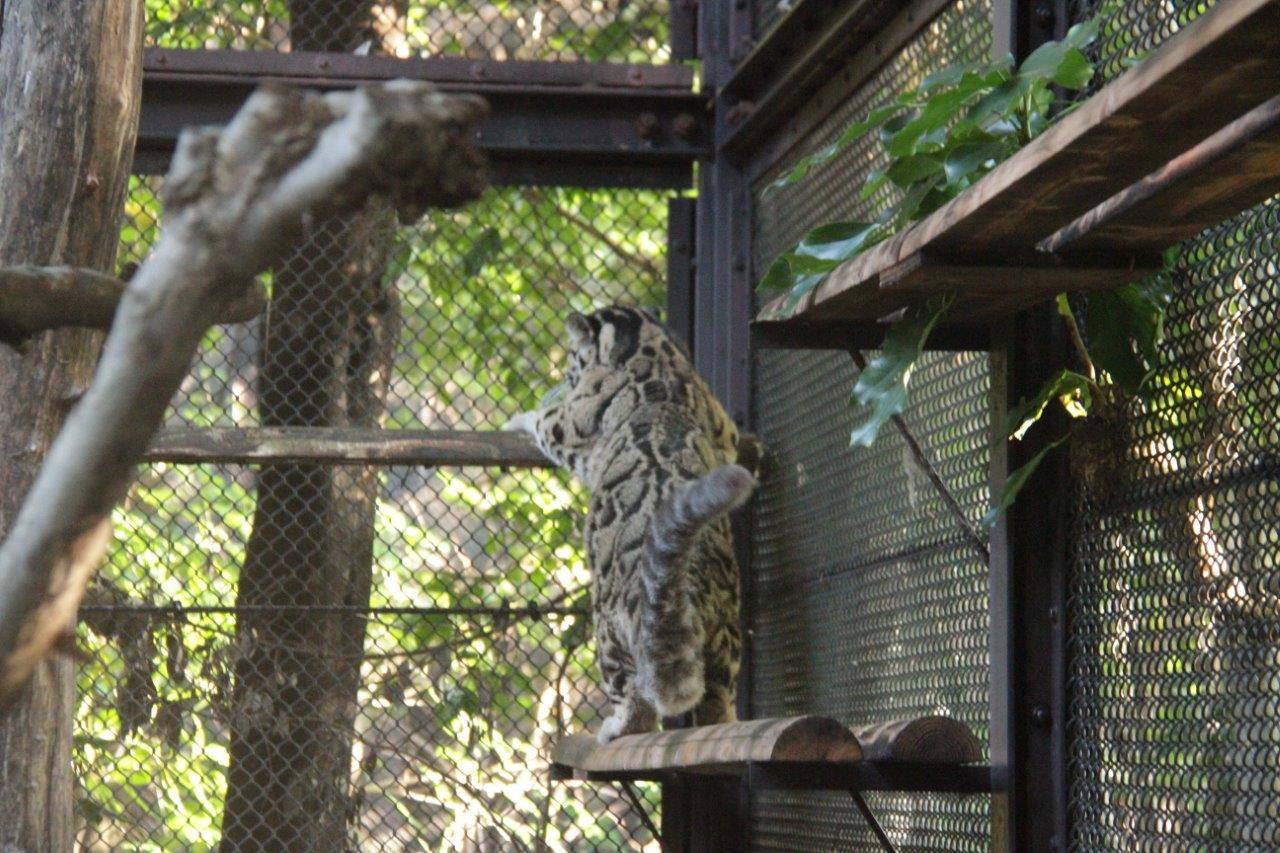 キャットウォークから別のキャットウォークに移るアニル