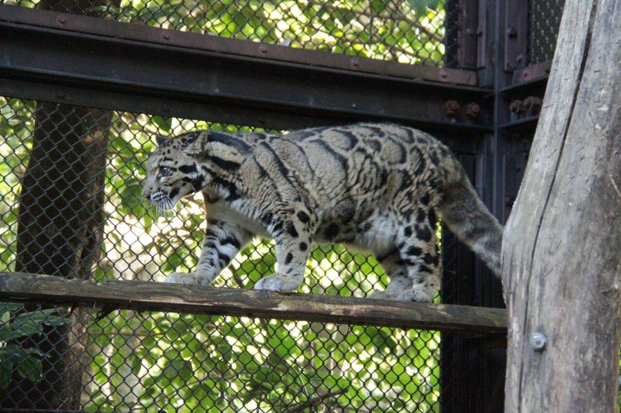 キャットウォークを歩くアニル