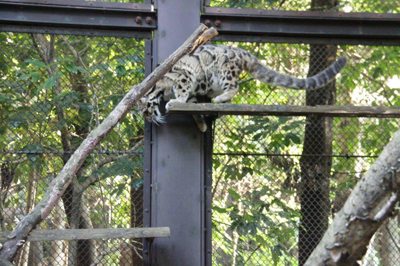 キャットウォークの段差を気にするアニル