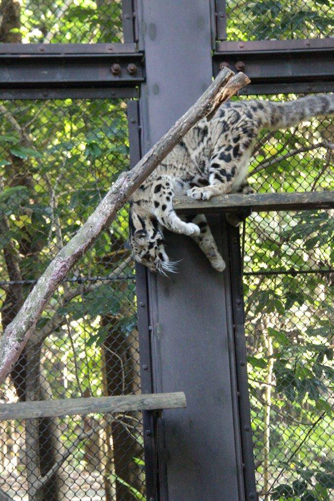 キャットウォークの段差に苦労している様にみえるアニル