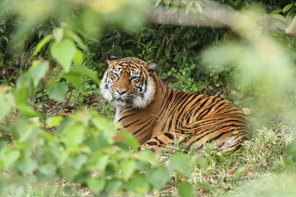ラウトの定位置を教えちゃいますね すまとらとらブログ よこはま動物園ズーラシア公式サイト 公益財団法人 横浜市緑の協会 ラウトの定位置を教えちゃいますね すまとらとらブログ よこはま動物園ズーラシア公式サイト 公益財団法人 横浜市緑の協会