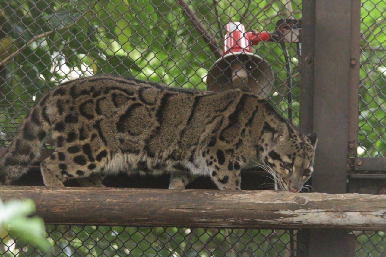 キャットウォーク上でインフラ(暖房器具)に当たるブー