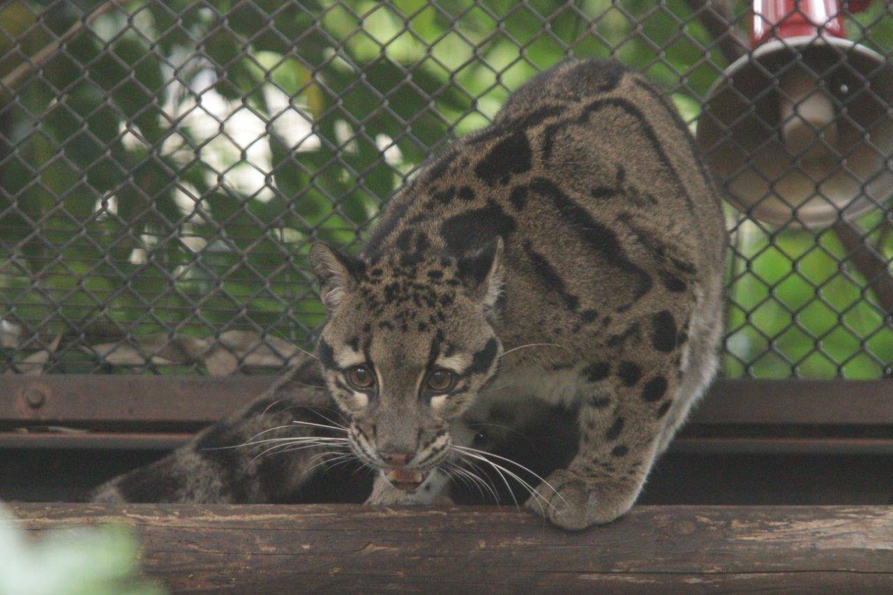 キャットウォーク上のブー