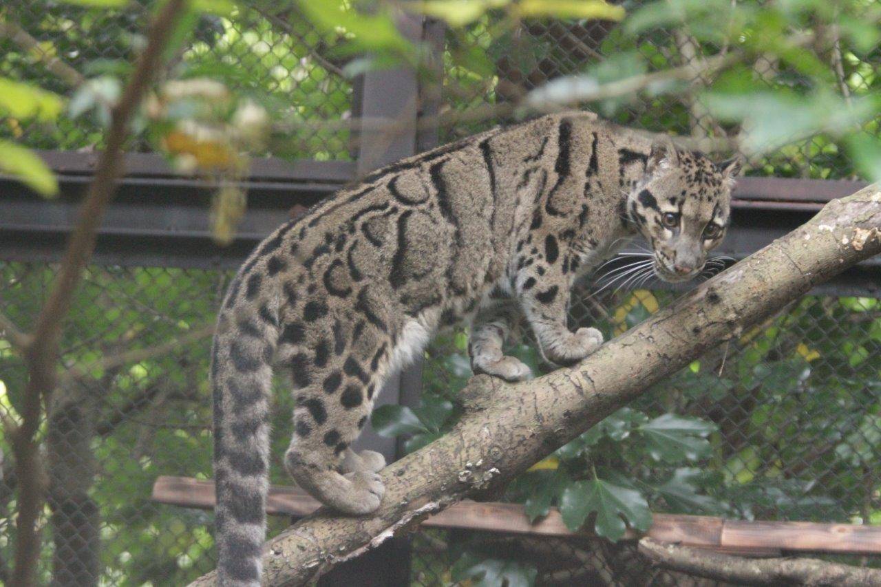 止まり木を移動するブー