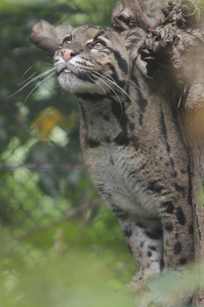 止まり木上のブー