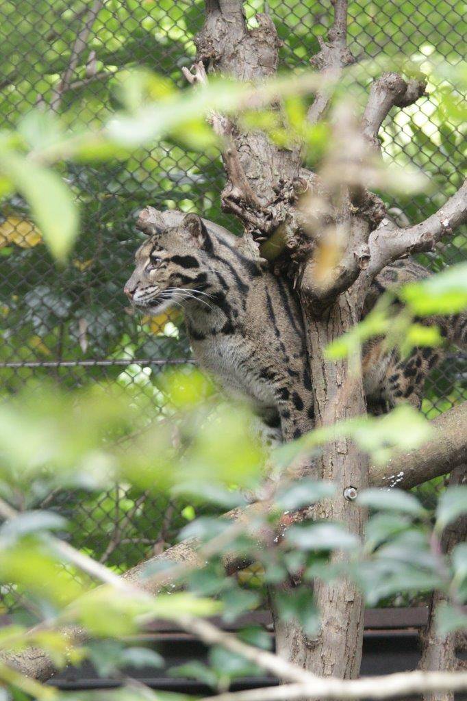 止まり木上で休むブー