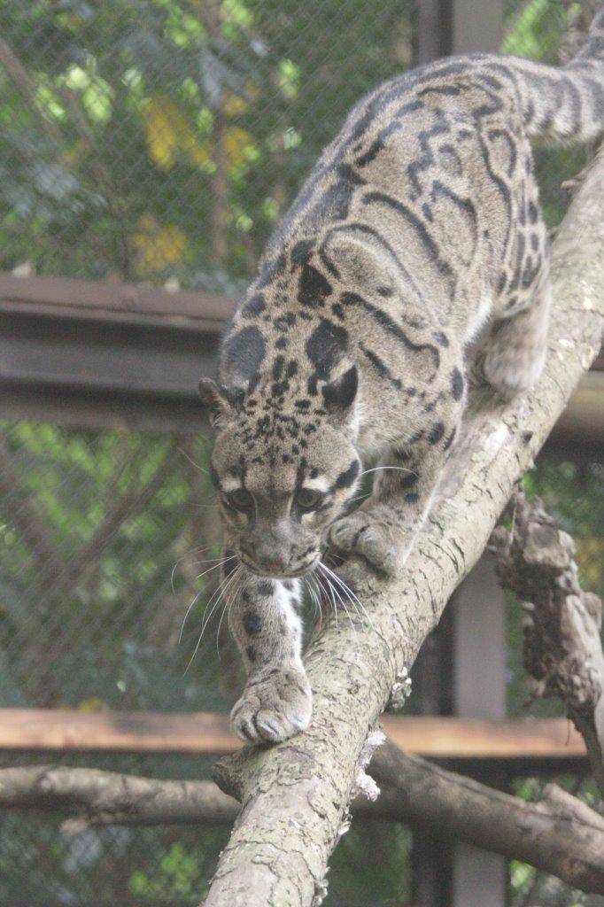 細い斜めの止まり木上で移動するブー