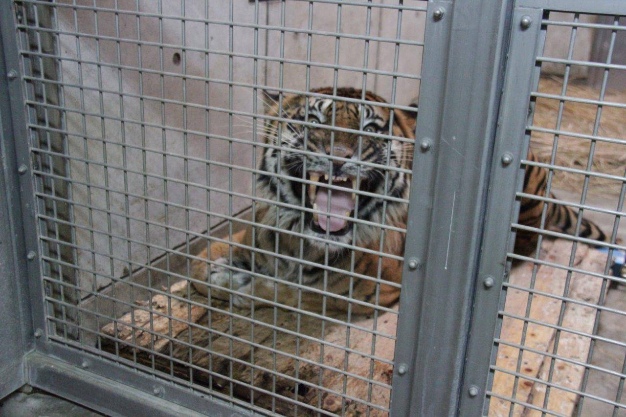 スノコの上でフレーメンするガンター