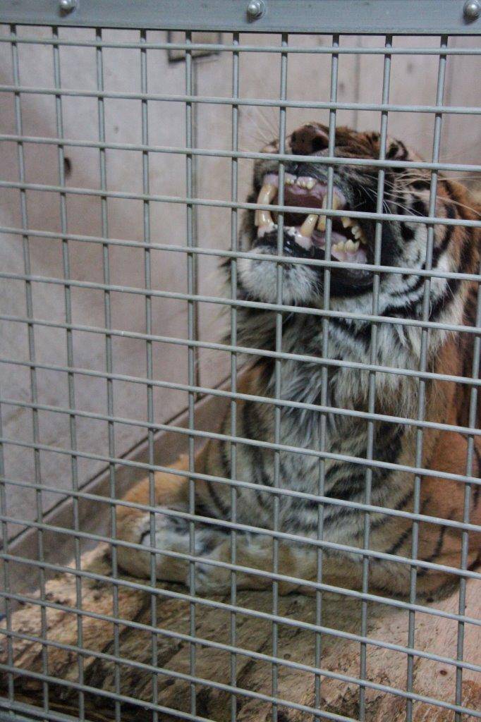 スノコの上でフレーメンするガンター