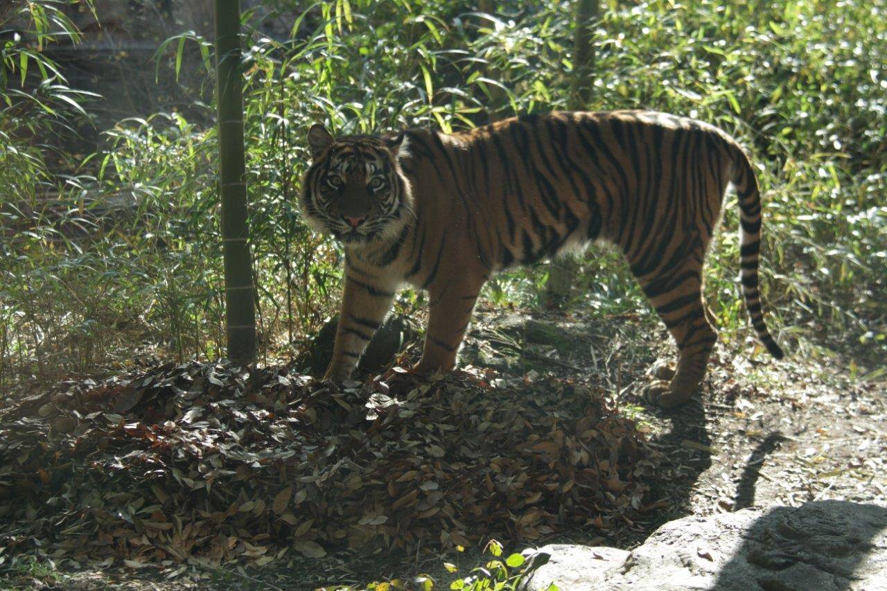 落ち葉の上まで来ても、なかなか座らないムジュ