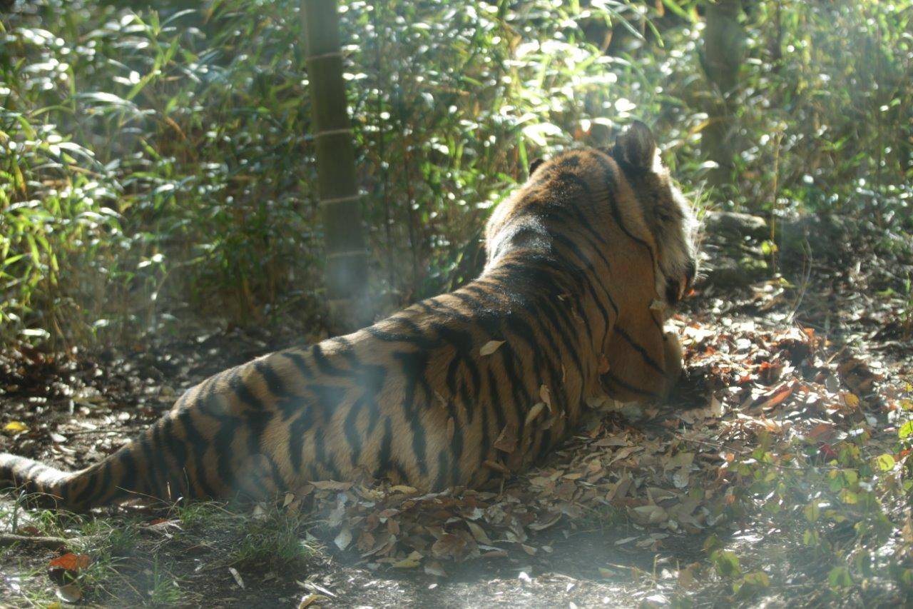 落ち葉の上で休むラウト