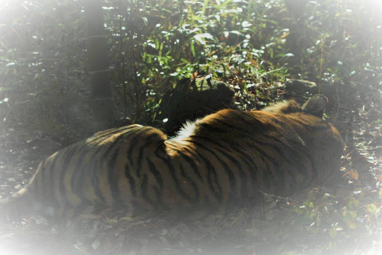 落ち葉上でゴロゴロするラウト