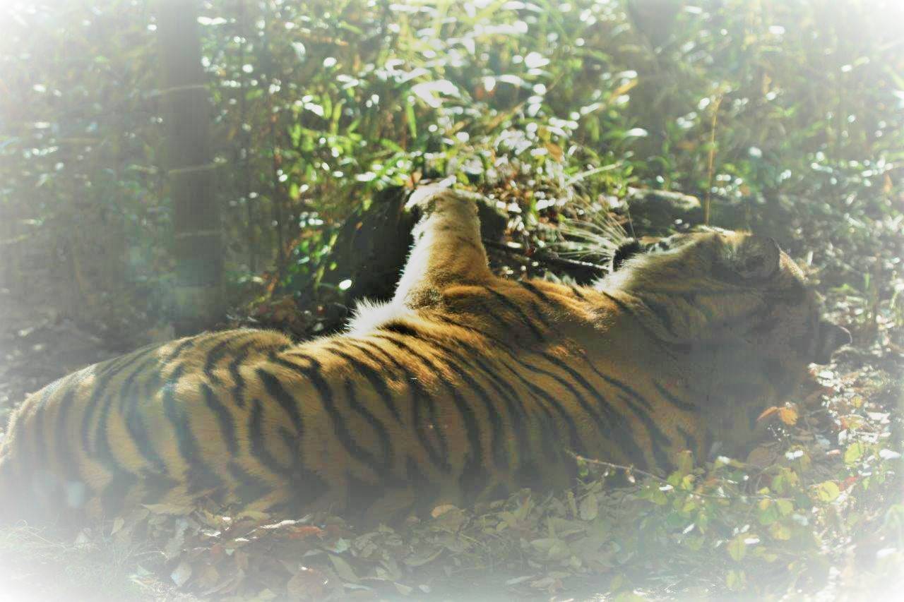 落ち葉の上でゴロゴロするラウト