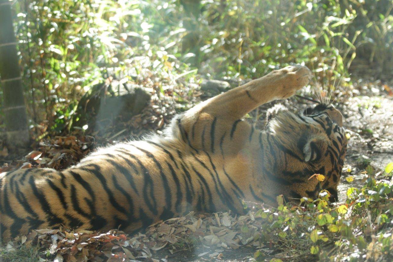 落ち葉の上でゴロゴロするラウト
