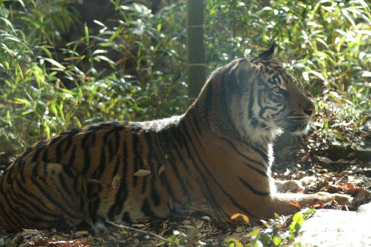 落ち葉の上で休むラウト