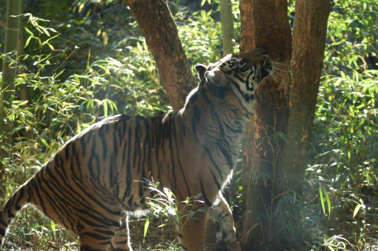 木の匂いを嗅ぐラウト