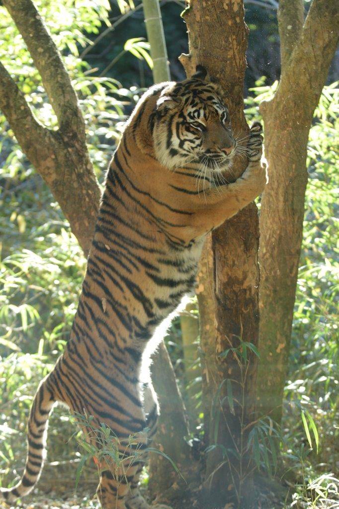 立ち上がって木に爪を立てるラウト-2