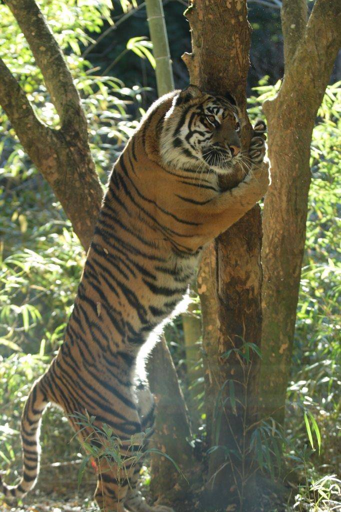 立ち上がって木に爪を立てるラウト-3