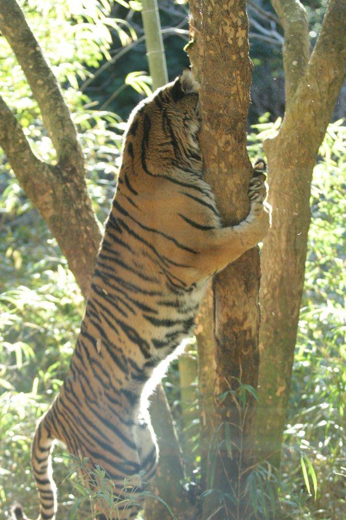 立ち上がって木に爪を立てるラウト-4