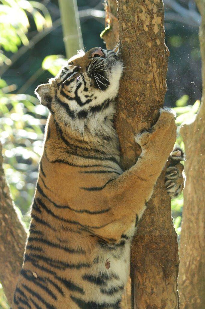 立ち上がって木に爪を立てながら、頬ずりするラウト-1