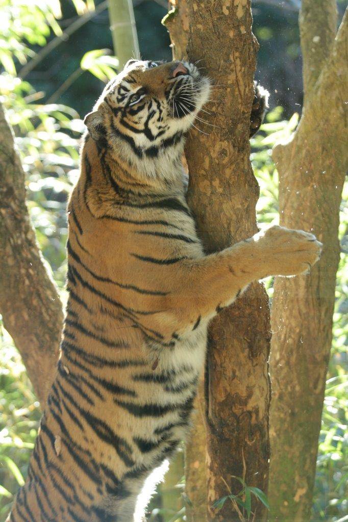 立ち上がって木に爪を立てながら、頬ずりするラウト-3