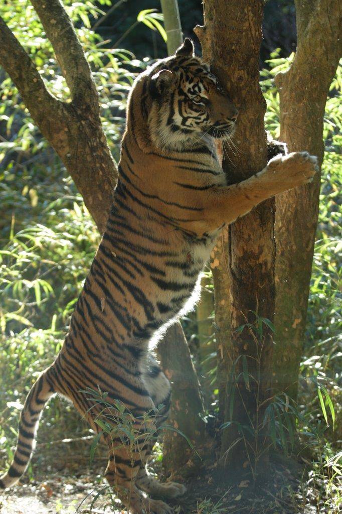 立ち上がって木に爪を立てるマーキングをほぼ終えたラウト