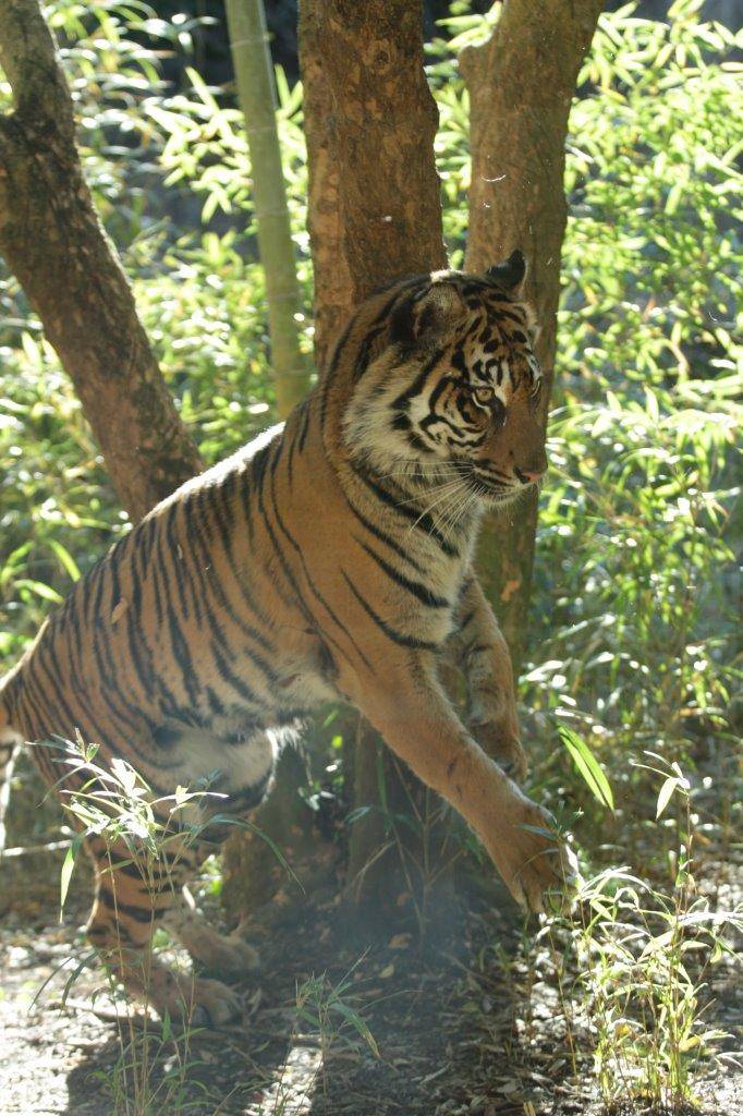 爪によるマーキングを終えたラウト