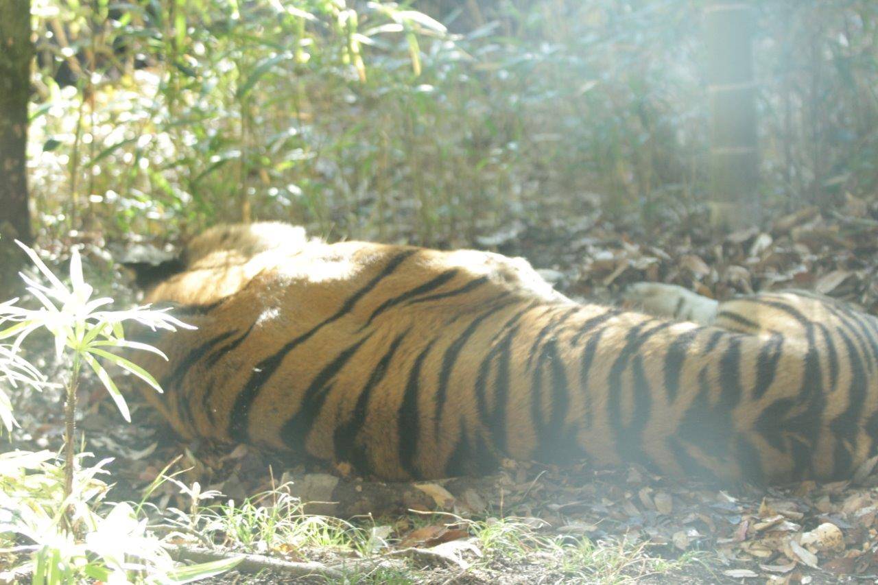 落ち葉の上でゴロつくデル