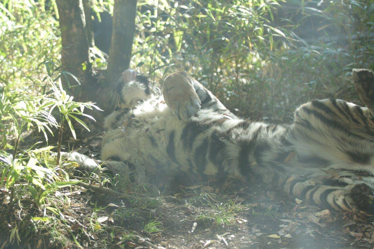 落ち葉の上でゴロゴロするデル