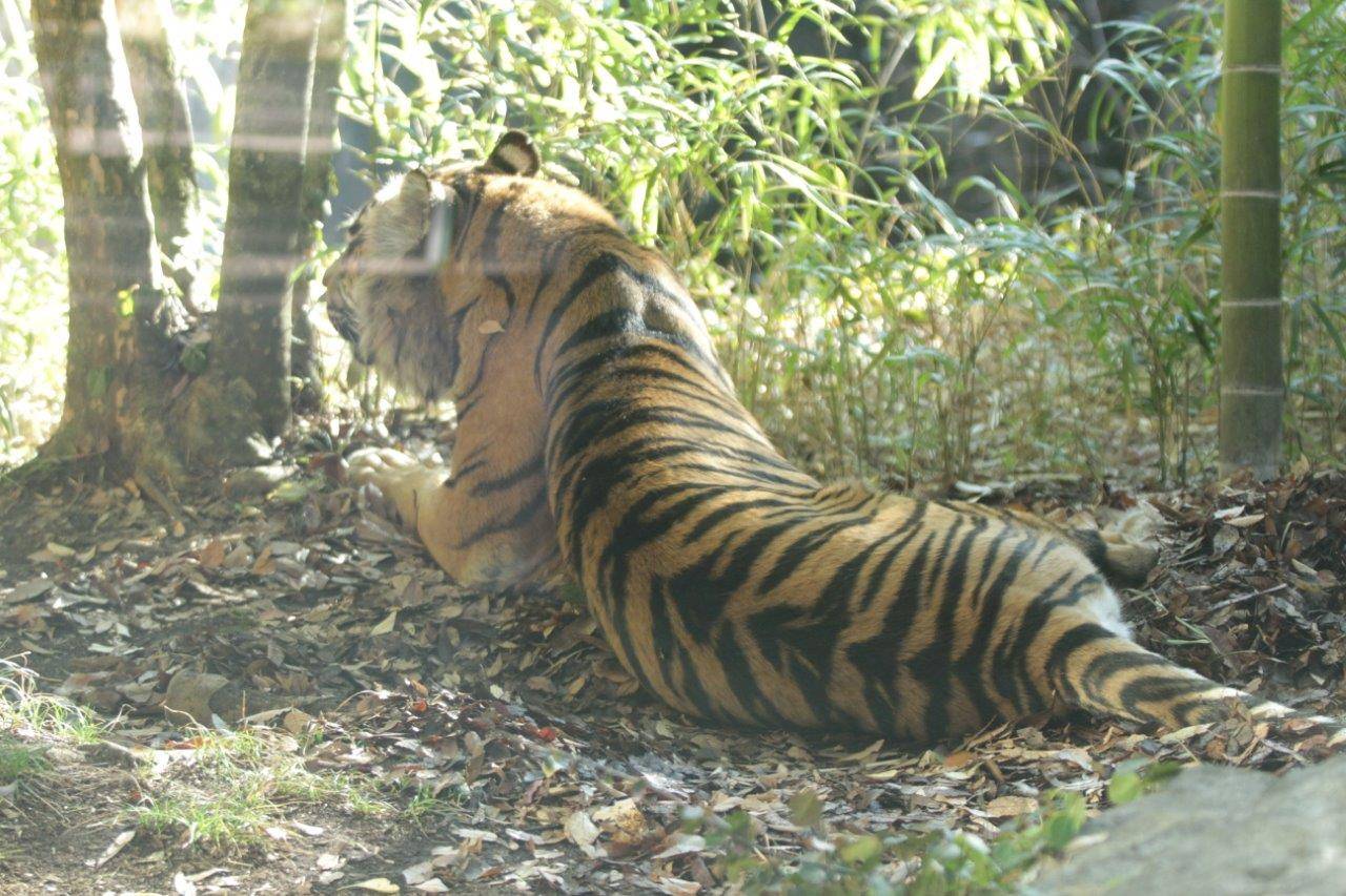 落ち葉の上で休むデル