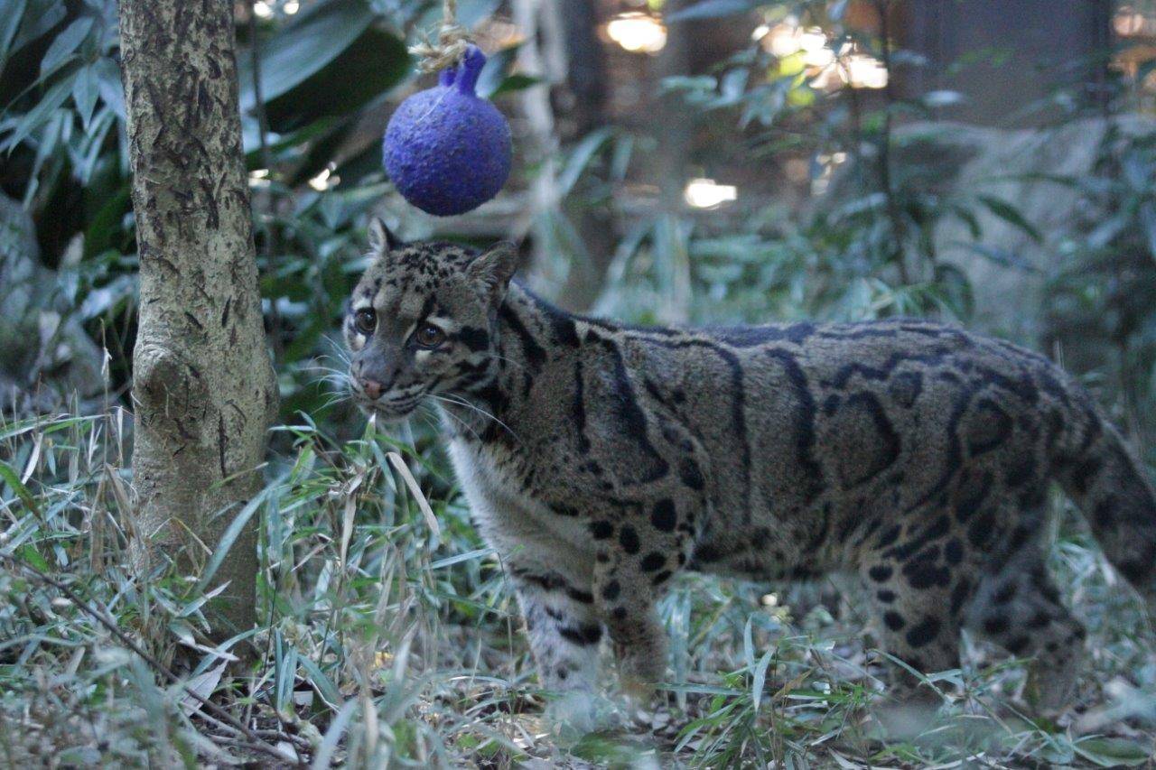 吊るしてあるジョリーボールに近づいたブー