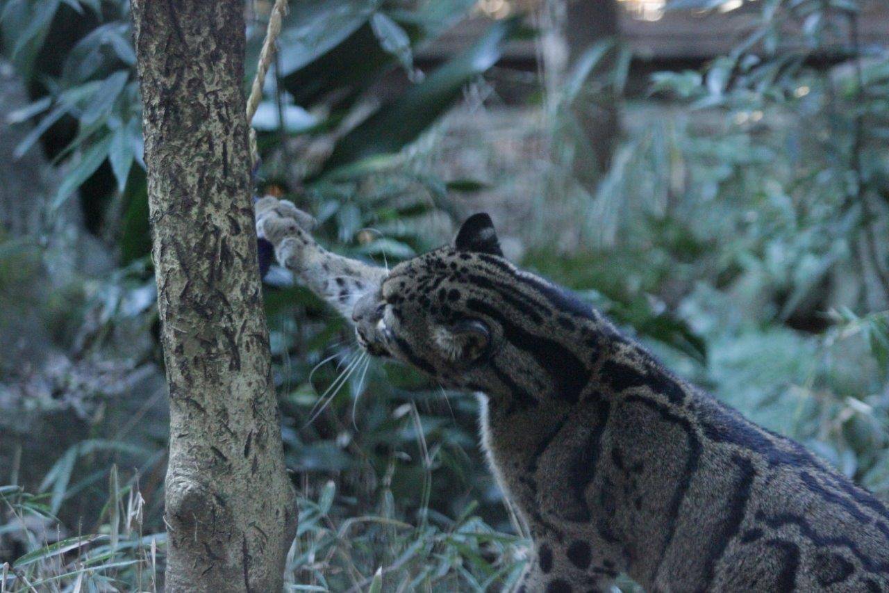 吊るしてあるジョリーボールで遊ぶブー①
