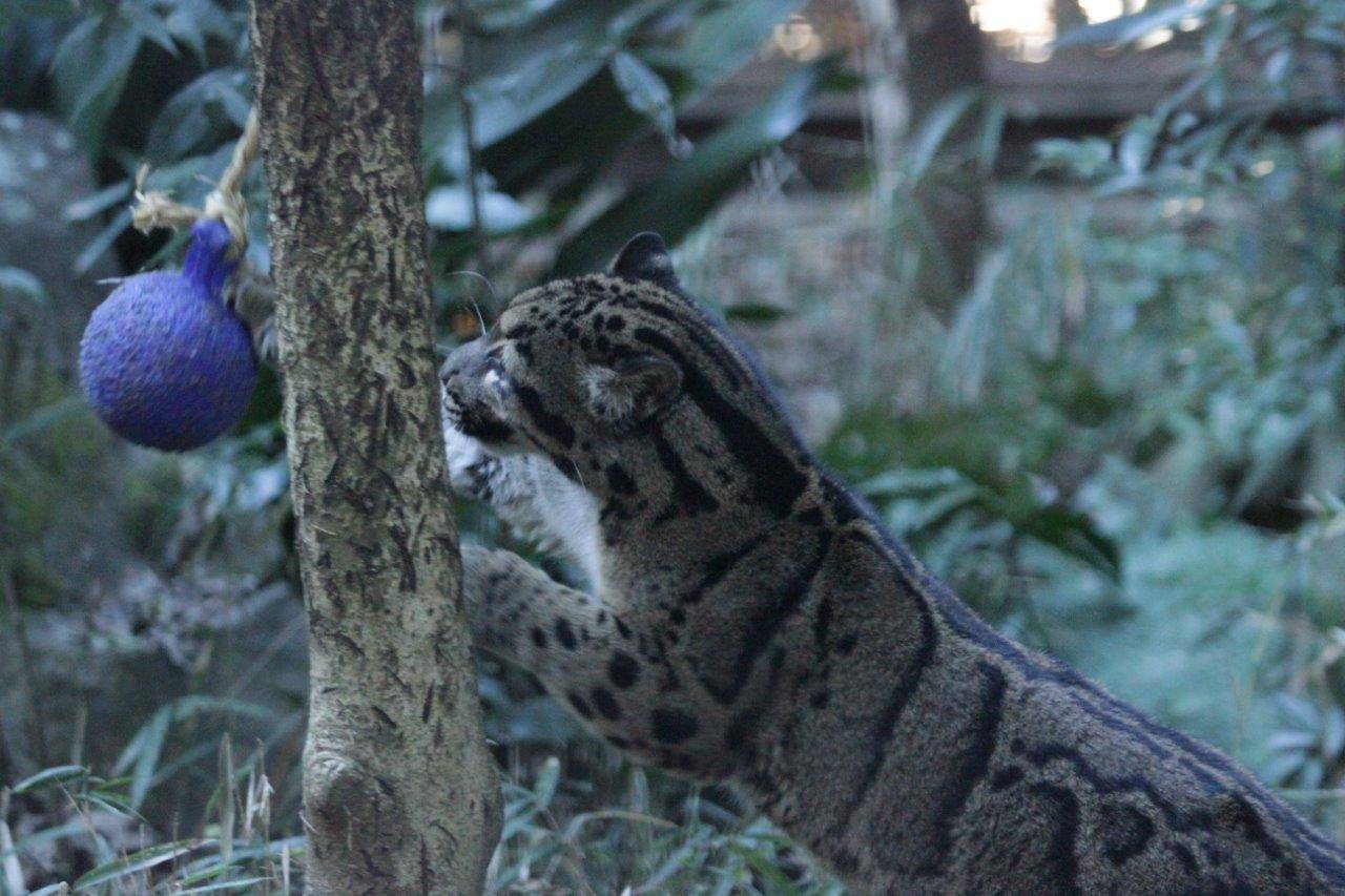 吊るしてあるジョリーボールで遊ぶブー②