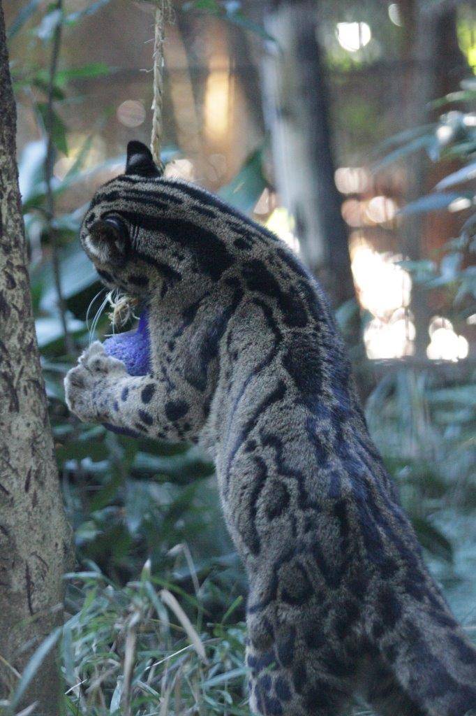 ジョリーボールを吊るしている縄の結び目を齧るブー