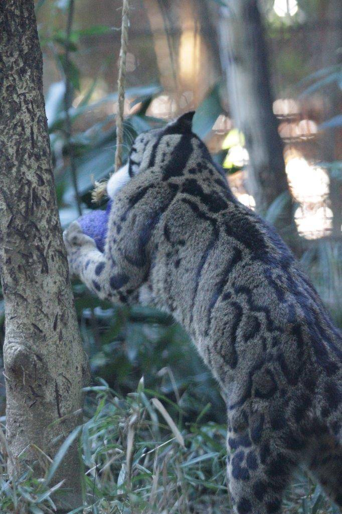 ジョリーボールを結んでいる縄の結び目を噛むブー