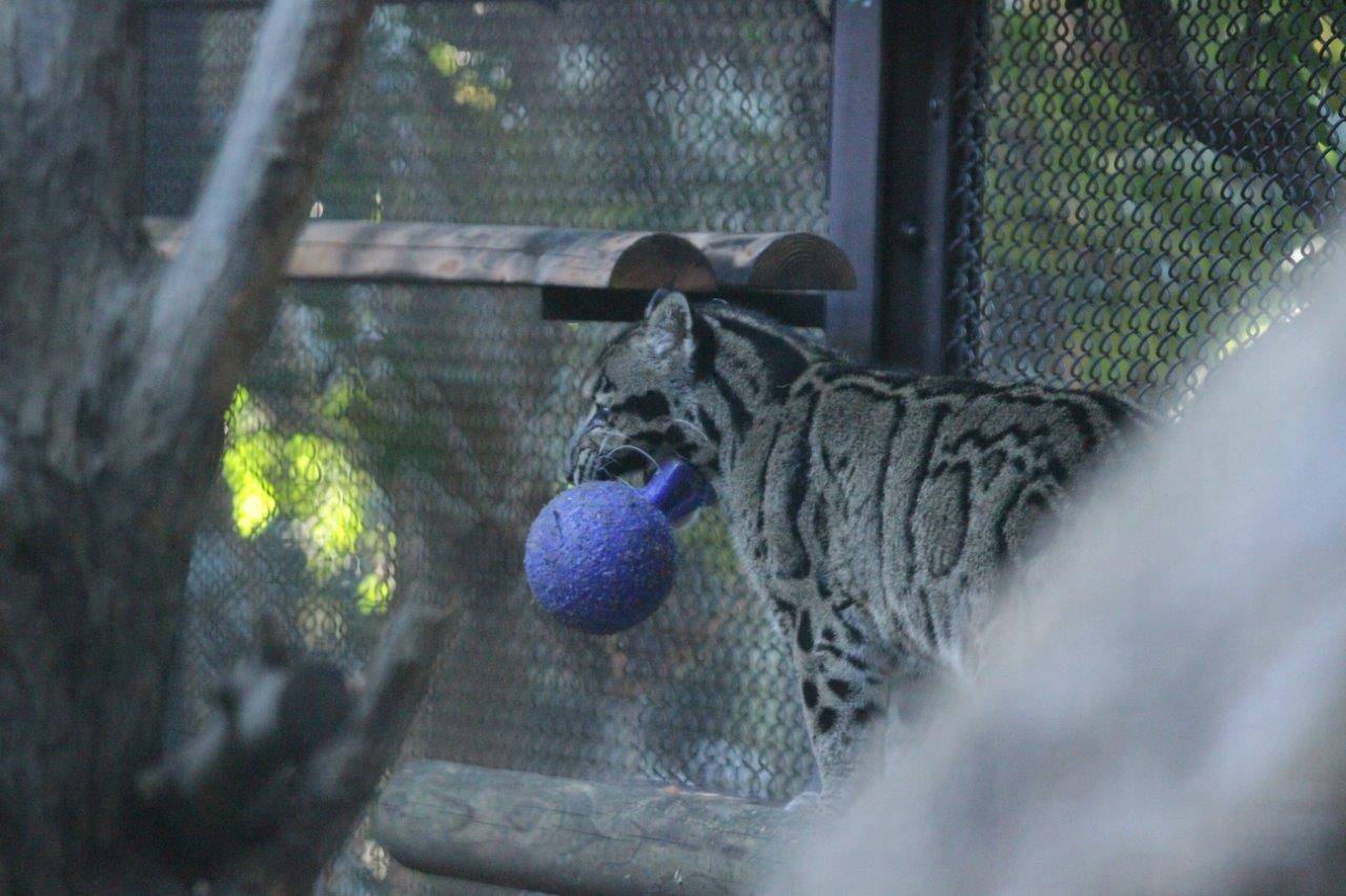 ジョリーボールを咥えてキャットウォーク上に居るブー