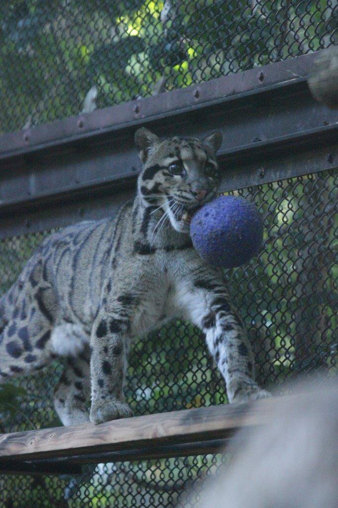 ジョリーボールを咥えて、キャットウォークのを歩くブー