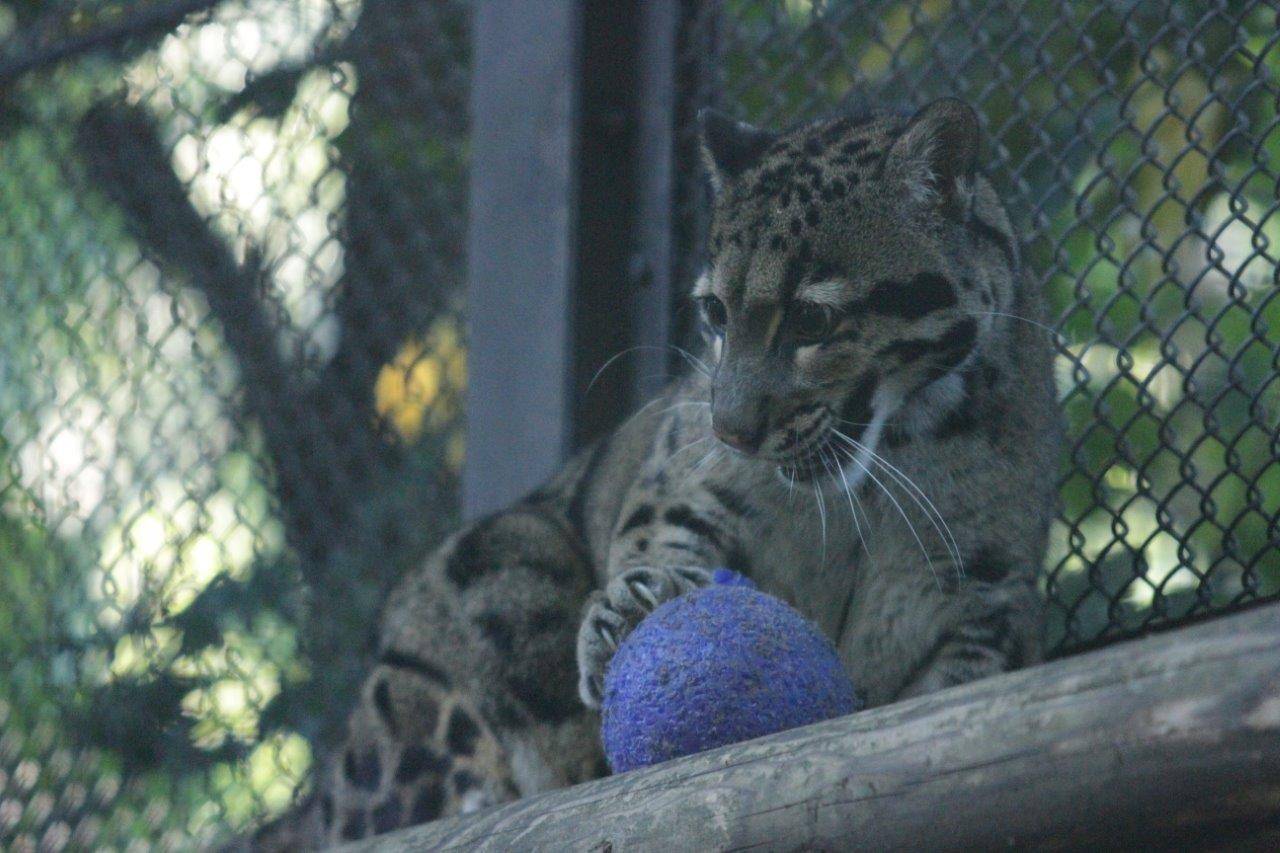 キャットウォークの上で、ジョリーボールに爪をたてるブー