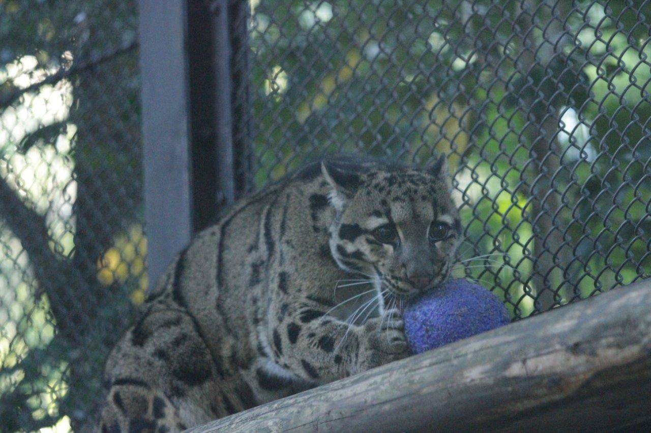 キャットウォークの上で、ジョリーボールをいじるブー