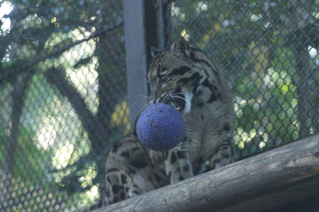 キャットウォークの上で、ジョリーボールを咥えているブー