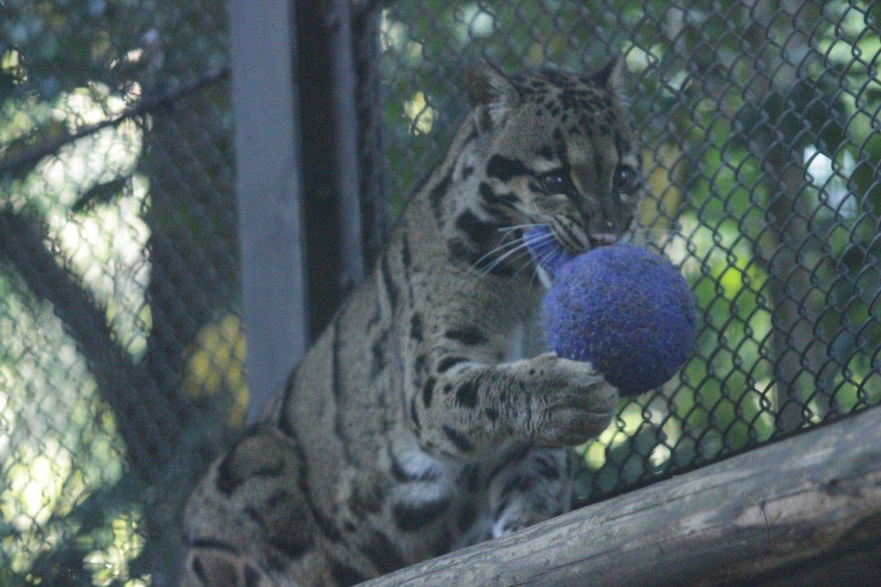 キャットウォークの上で、ジョリーボールを咥えるブー